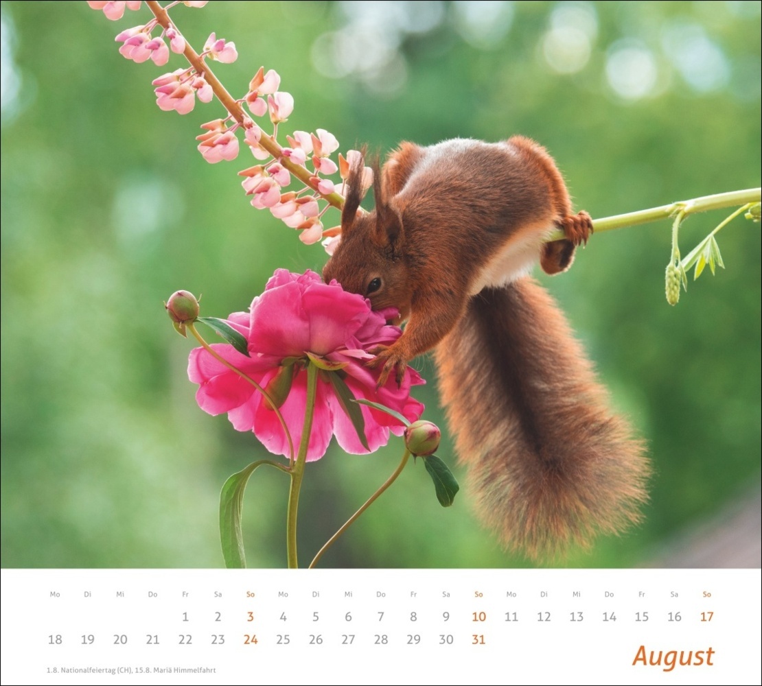 Bild: 9783756406869 | Eichhörnchen Bildkalender 2025 | Geert Weggen | Kalender | 14 S.