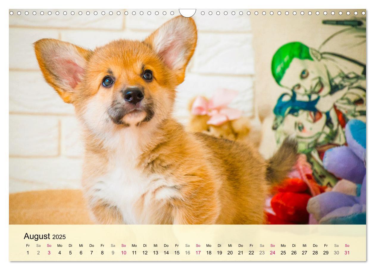 Bild: 9783435019809 | Welsh Corgi. Zauberhafter Dickkopf auf kurzen Beinen (Wandkalender...