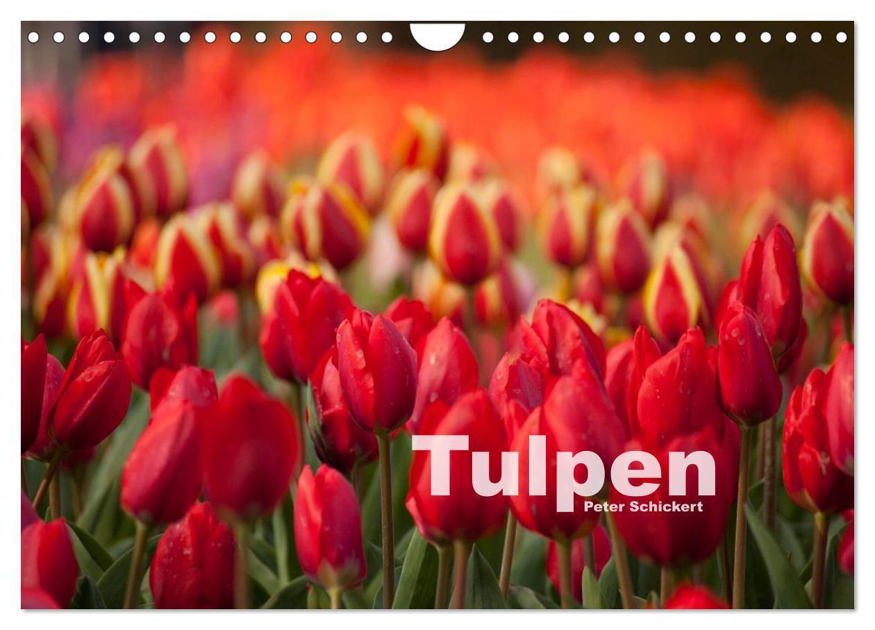 Cover: 9783383530388 | Tulpen (Wandkalender 2024 DIN A4 quer), CALVENDO Monatskalender | 2024