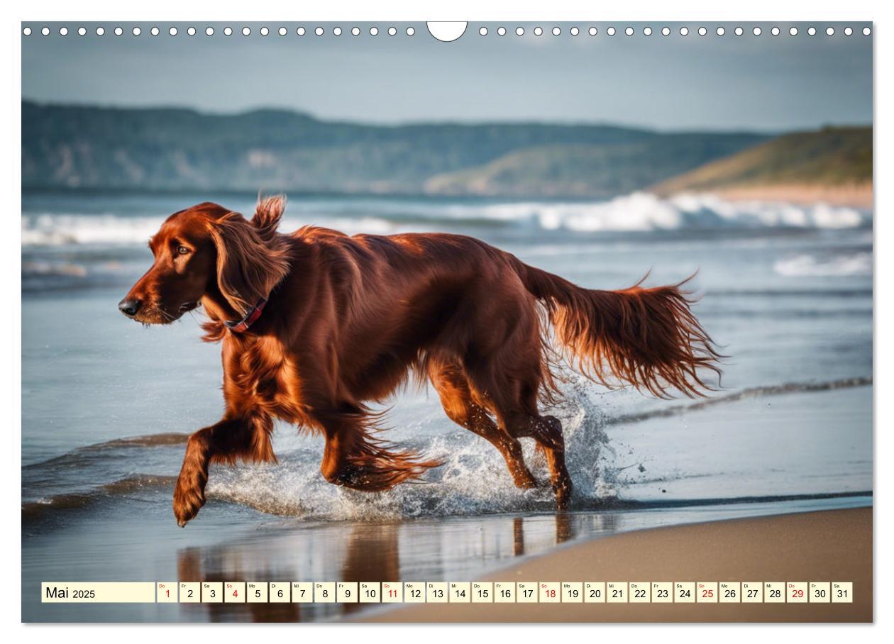 Bild: 9783435011728 | Irish Setter - Anmut pur (Wandkalender 2025 DIN A3 quer), CALVENDO...