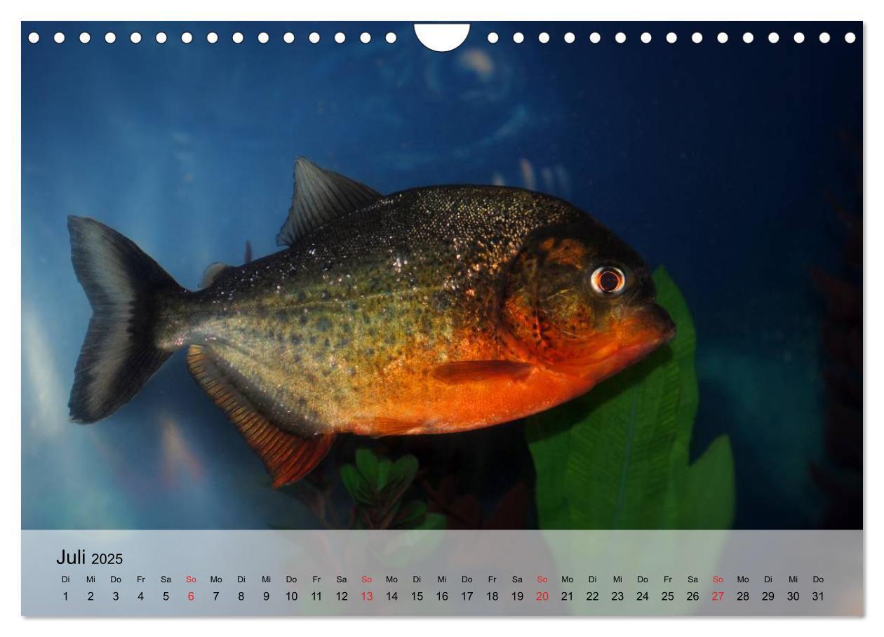 Bild: 9783435590827 | Knallbunte Wasserwelt. Die Welt der Fische (Wandkalender 2025 DIN...