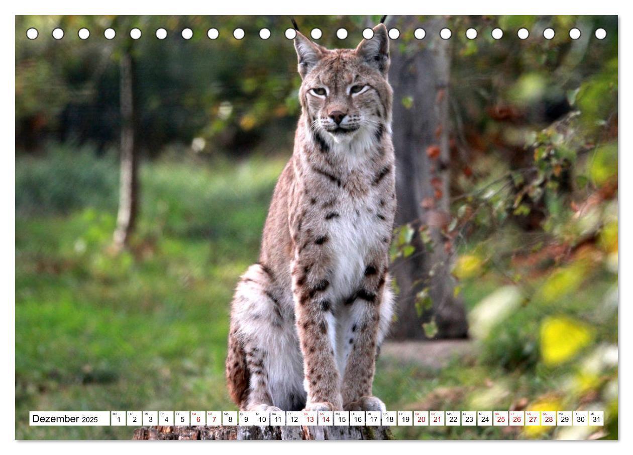 Bild: 9783435419715 | Familie Luchs - Die Jäger mit dem Pinselohr (Tischkalender 2025 DIN...