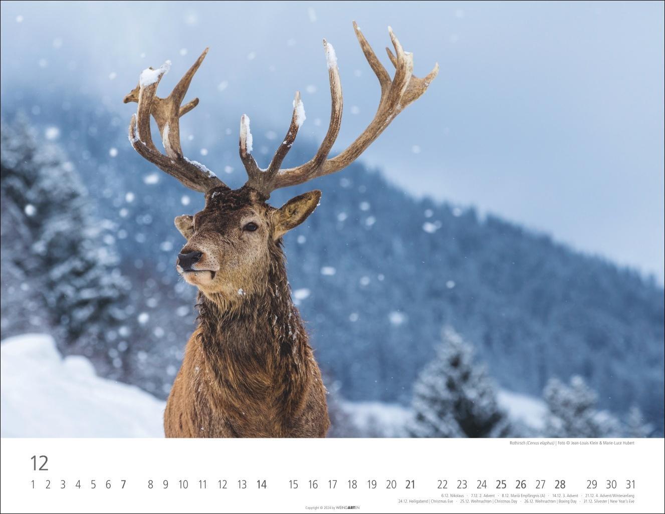 Bild: 9783839901144 | Heimische Wildtiere Kalender 2025 | Kalender | Spiralbindung | 14 S.