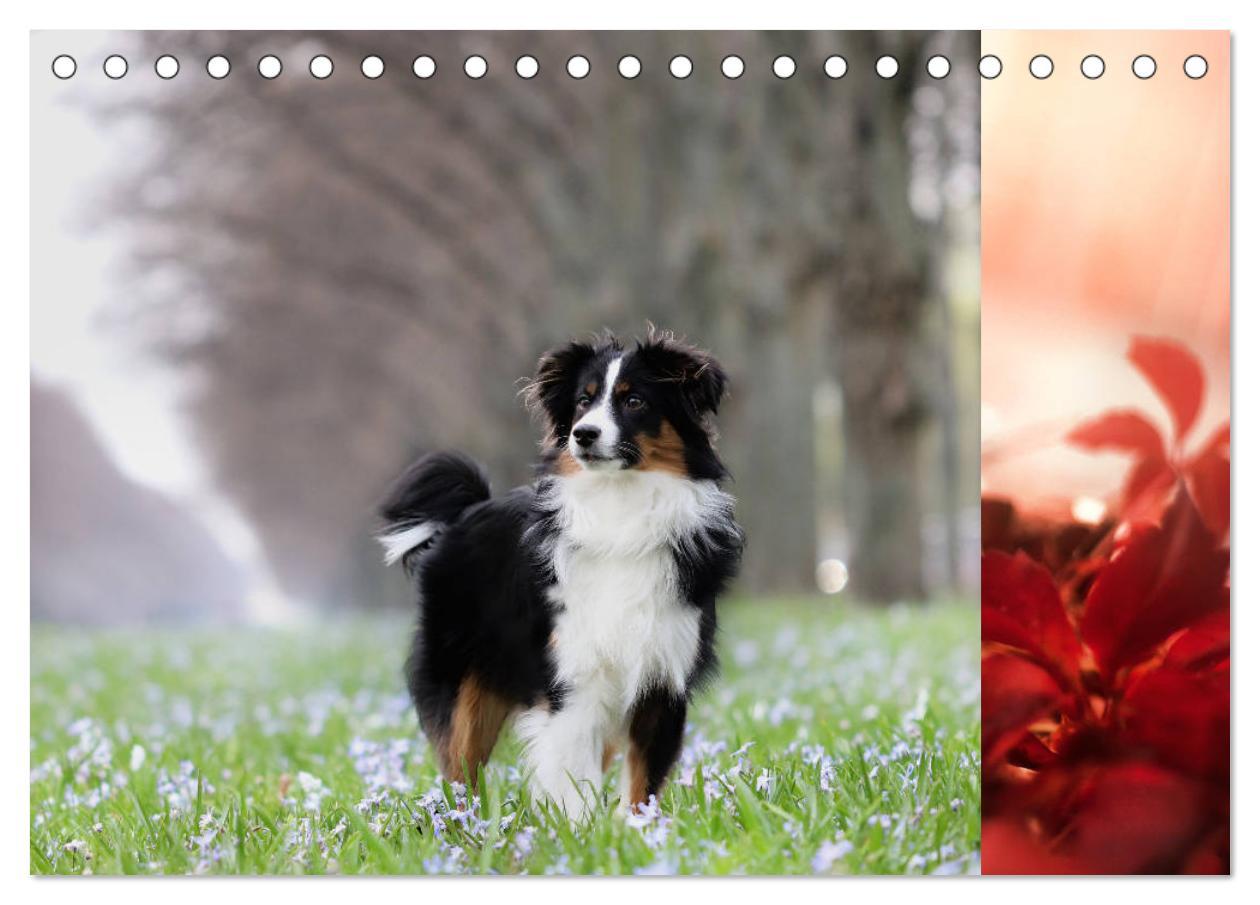 Bild: 9783435185153 | Australian Shepherd Tri Color (Tischkalender 2025 DIN A5 quer),...