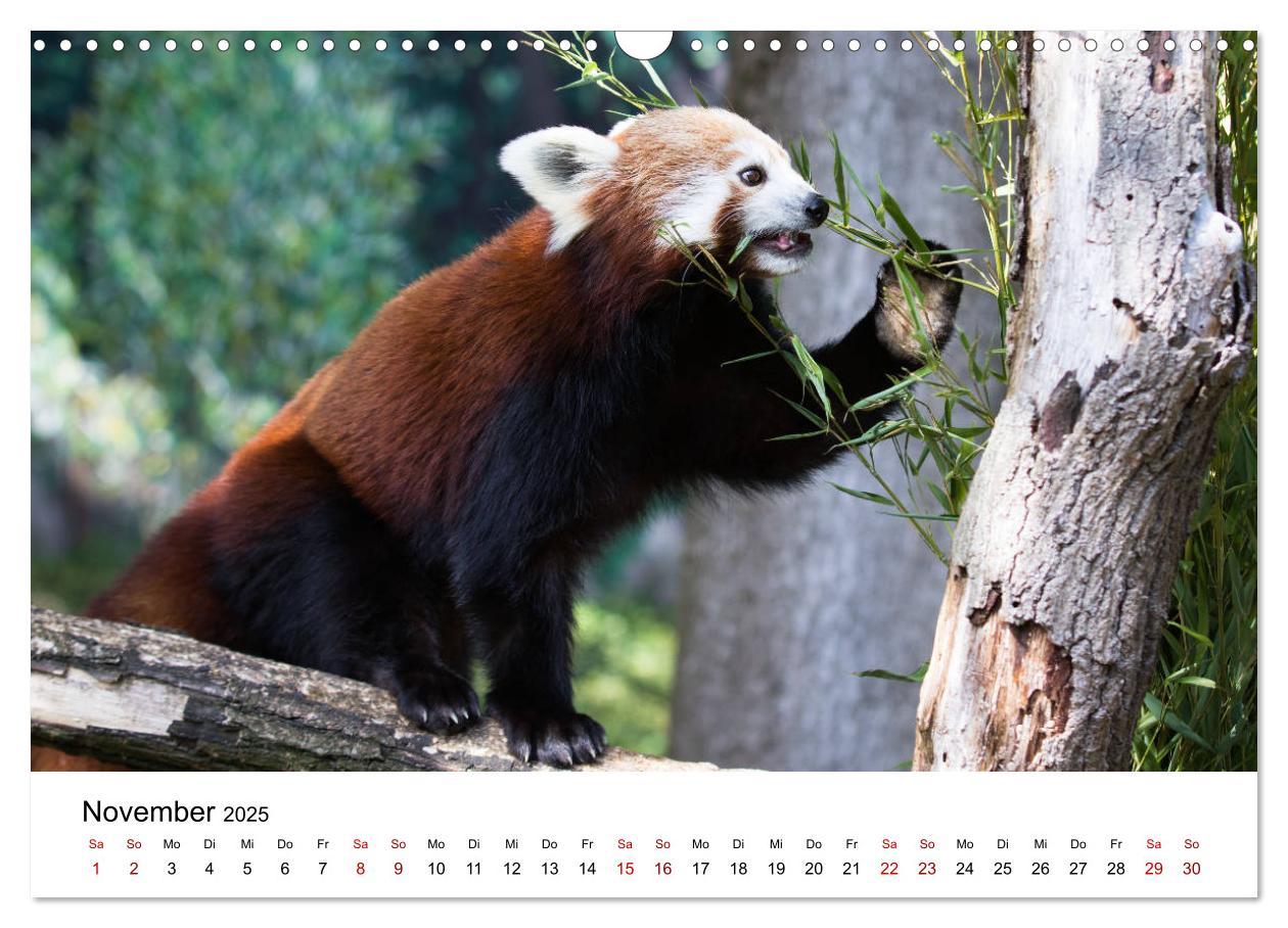 Bild: 9783435330140 | Rote Pandas - geschickte Kletterer (Wandkalender 2025 DIN A3 quer),...