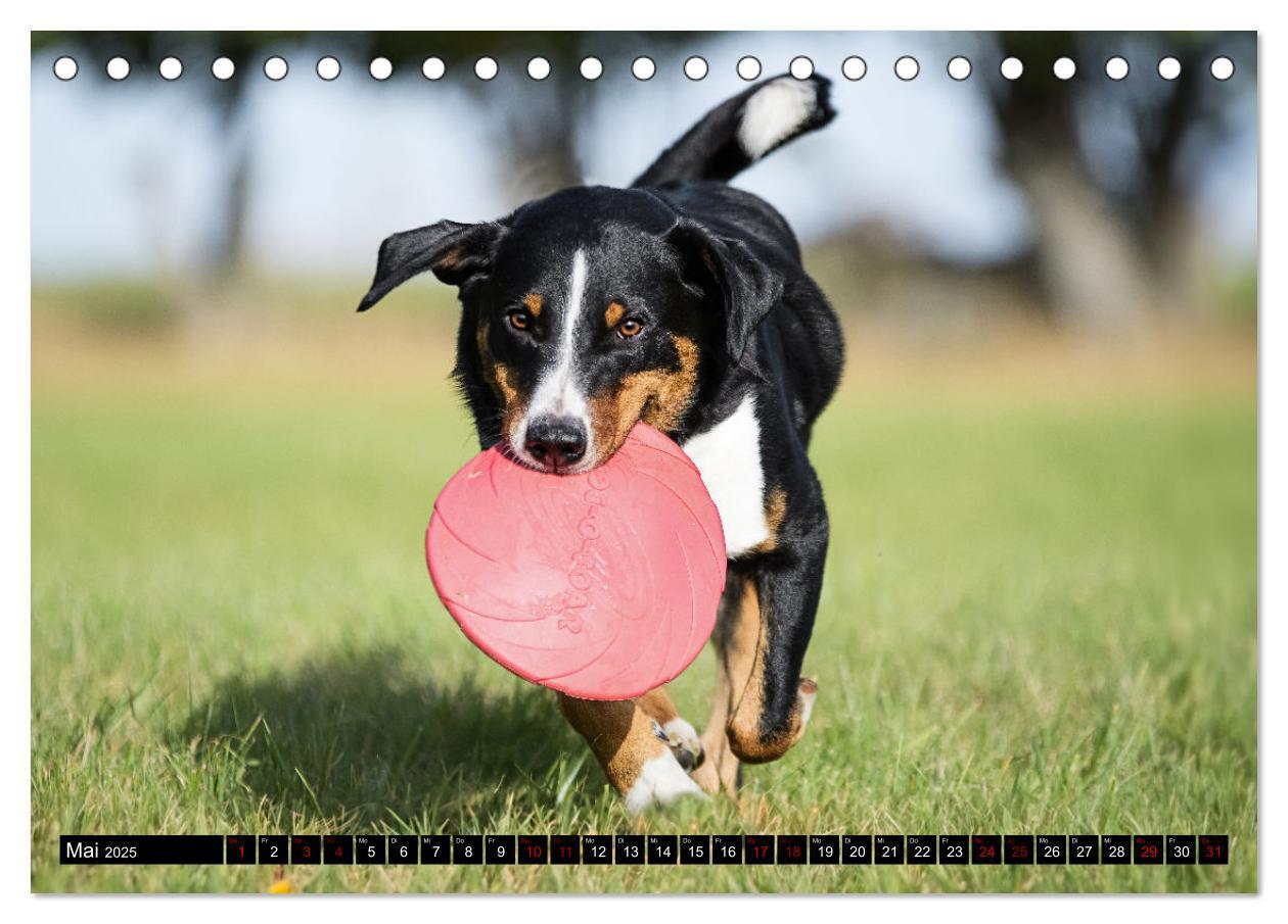 Bild: 9783383850127 | Appenzeller Sennenhunde - Fröhliche Kameraden (Tischkalender 2025...