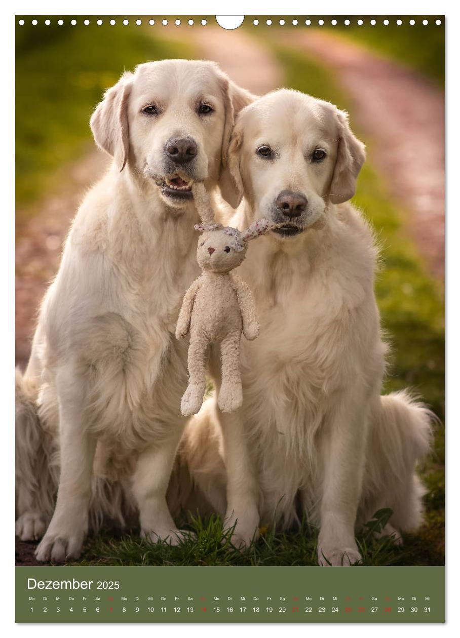 Bild: 9783435947713 | Grace und Cuba - Zwei liebenswerte Golden Retriever (Wandkalender...