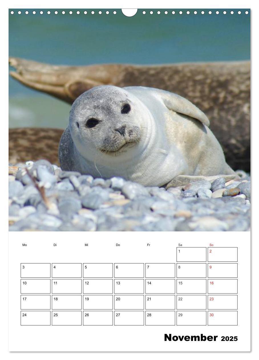 Bild: 9783457010518 | Liebenswerte Robben (Wandkalender 2025 DIN A3 hoch), CALVENDO...