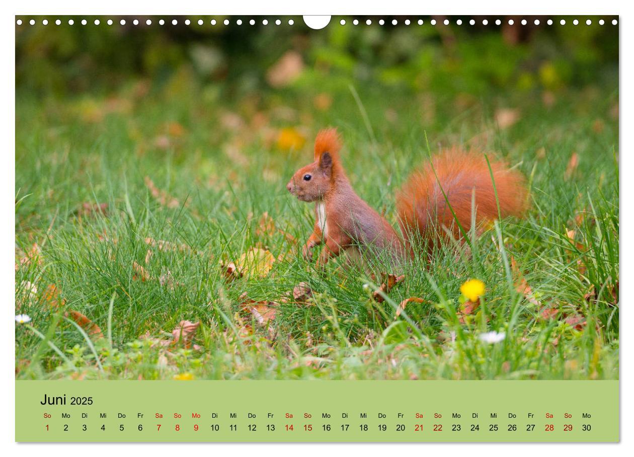 Bild: 9783435174492 | Eichhörnchen in Berlin (Wandkalender 2025 DIN A3 quer), CALVENDO...