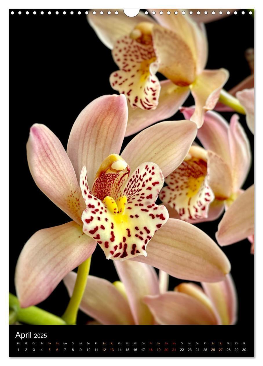 Bild: 9783435881321 | Orchideen - Exoten im Wohnzimmer (Wandkalender 2025 DIN A3 hoch),...