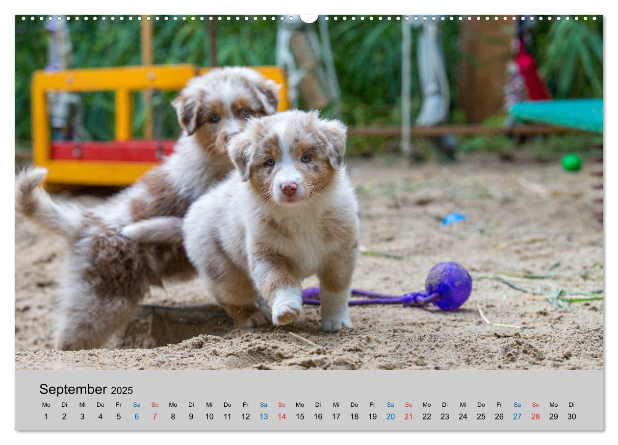 Bild: 9783435150748 | Australian Shepherd Welpen 2025 (Wandkalender 2025 DIN A2 quer),...