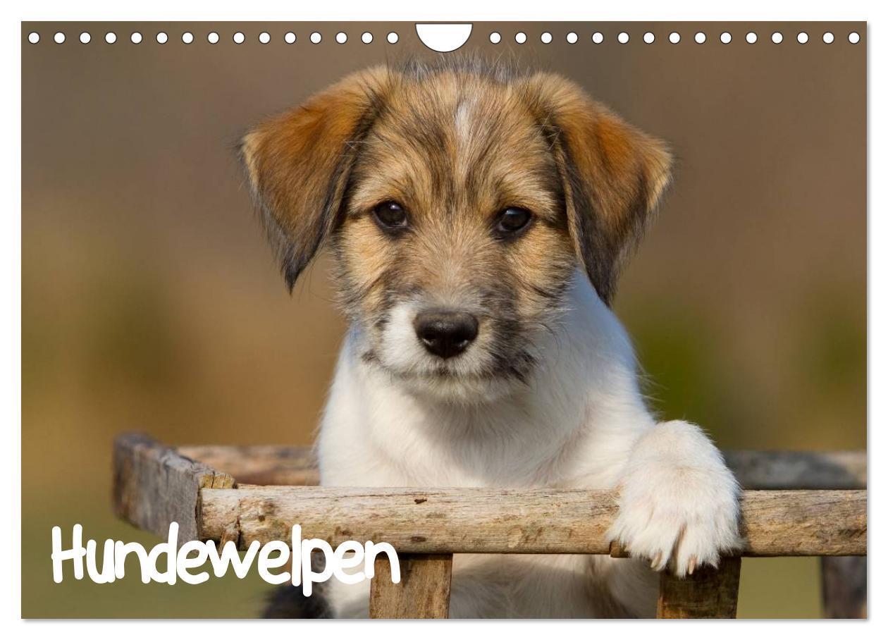 Cover: 9783435834389 | Hundewelpen (Wandkalender 2025 DIN A4 quer), CALVENDO Monatskalender