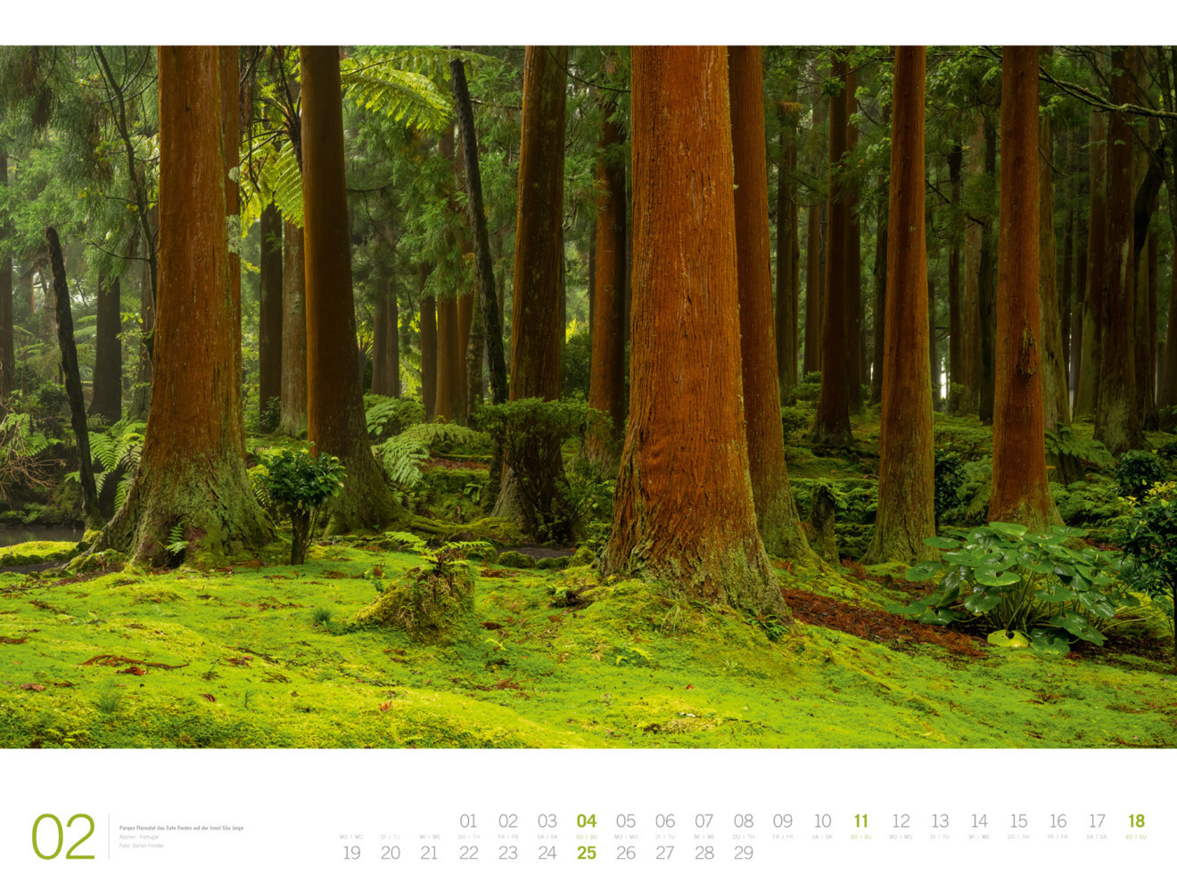 Bild: 9783838434155 | Wald - Ackermann Gallery Kalender 2024 | Ackermann Kunstverlag | 14 S.