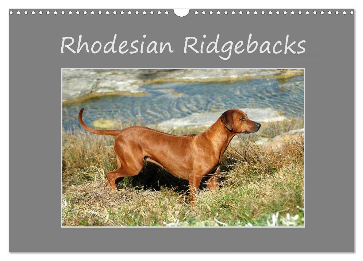 Cover: 9781325894499 | Rhodesian Ridgebacks (Wall Calendar 2024 DIN A3 landscape),...
