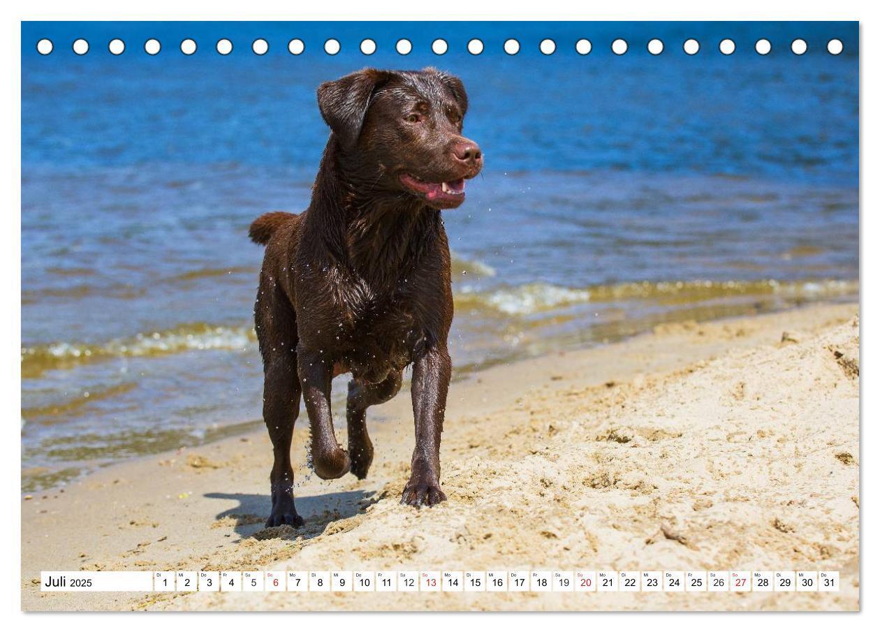 Bild: 9783435563982 | Labrador Retriever - Freunde für´s Leben (Tischkalender 2025 DIN A5...