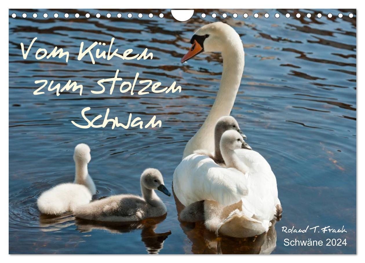 Cover: 9783383604096 | Vom Küken zum stolzen Schwan (Wandkalender 2024 DIN A4 quer),...