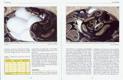Bild: 9783931587673 | Python Regius. Der Königspython | Thomas Kölpin | Taschenbuch | 94 S.