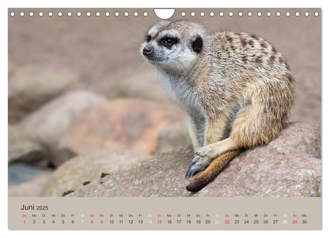 Bild: 9783435211548 | Quirlige Erdmännchen (Wandkalender 2025 DIN A4 quer), CALVENDO...