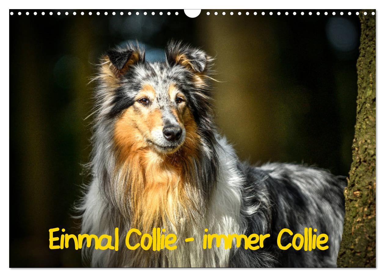 Cover: 9783435314089 | Einmal Collie - immer Collie (Wandkalender 2025 DIN A3 quer),...