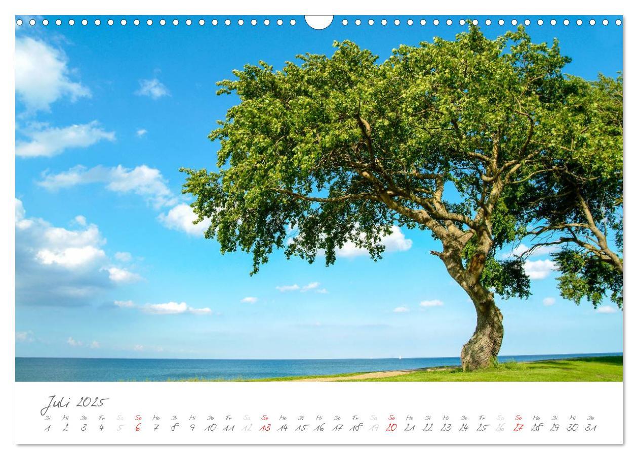 Bild: 9783435763801 | "Landarzt" - Plätze an Schlei und Ostsee (Wandkalender 2025 DIN A3...