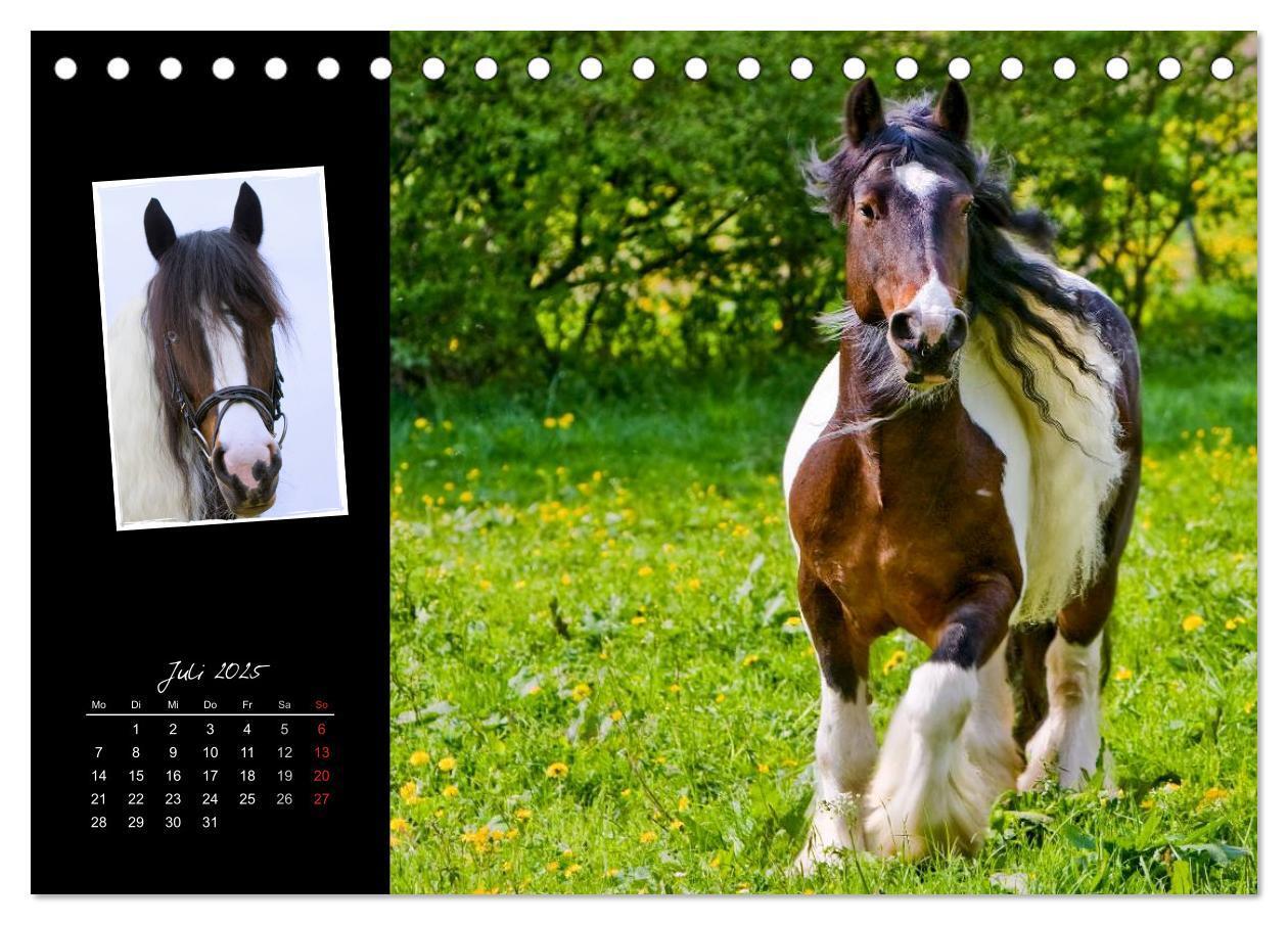 Bild: 9783435747139 | Irish Tinker (Tischkalender 2025 DIN A5 quer), CALVENDO Monatskalender