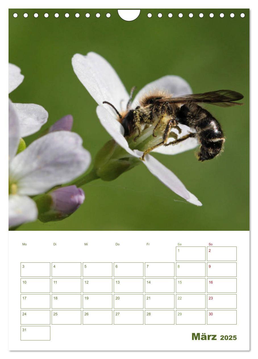 Bild: 9783457002001 | Wildbienen-Terminplaner 2025 (Wandkalender 2025 DIN A4 hoch),...