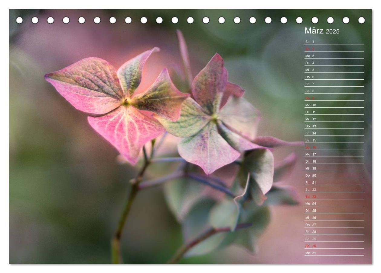 Bild: 9783435506040 | Die Hortensie und ihre vielen Gesichter (Tischkalender 2025 DIN A5...