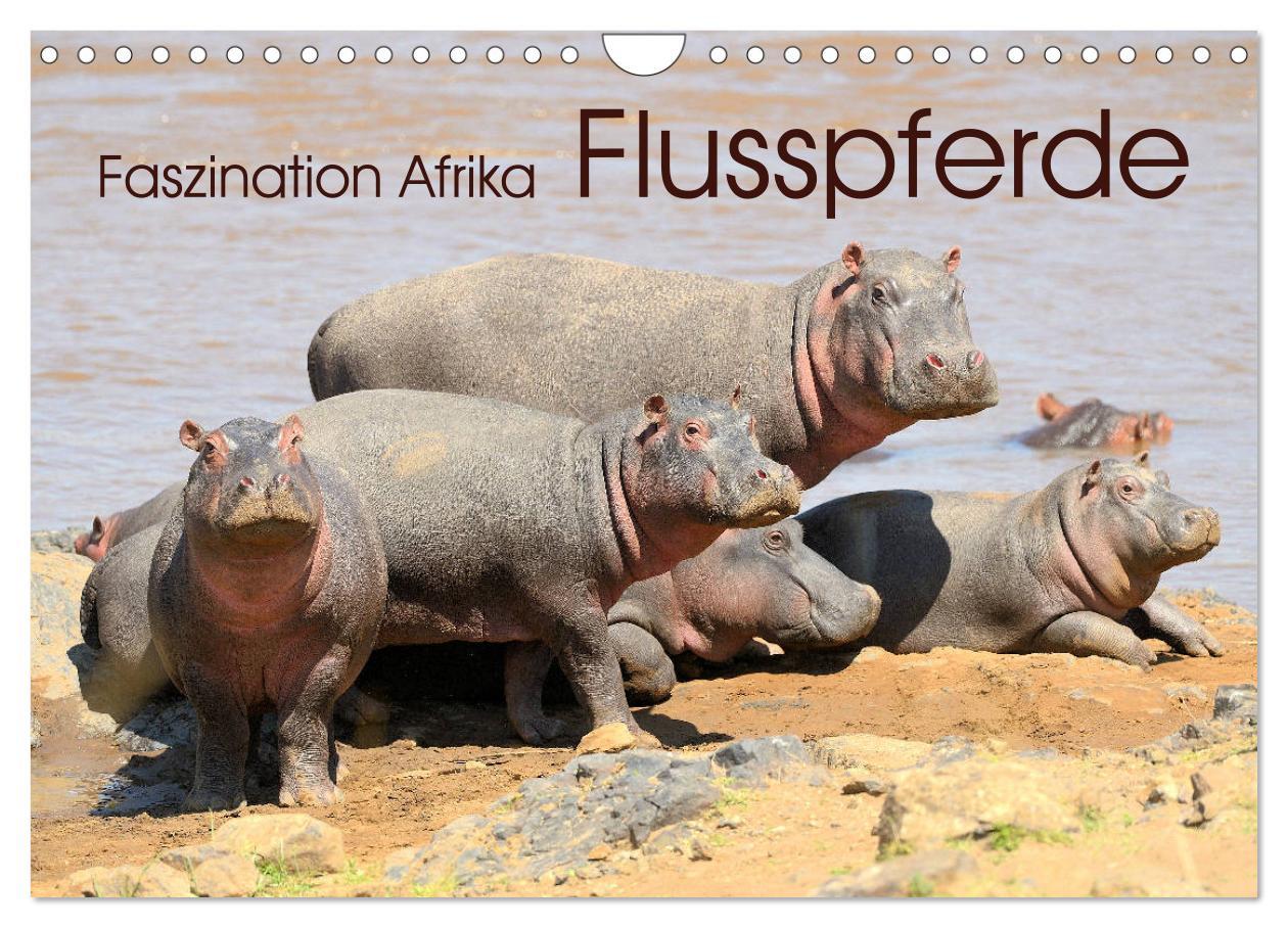 Cover: 9783435229956 | Faszination Afrika: Flusspferde (Wandkalender 2025 DIN A4 quer),...