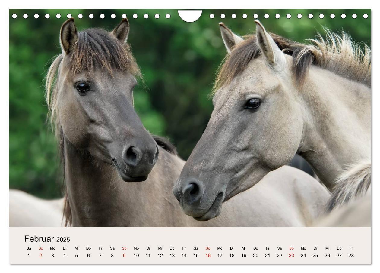 Bild: 9783435824762 | Dülmener Wildpferde (Wandkalender 2025 DIN A4 quer), CALVENDO...