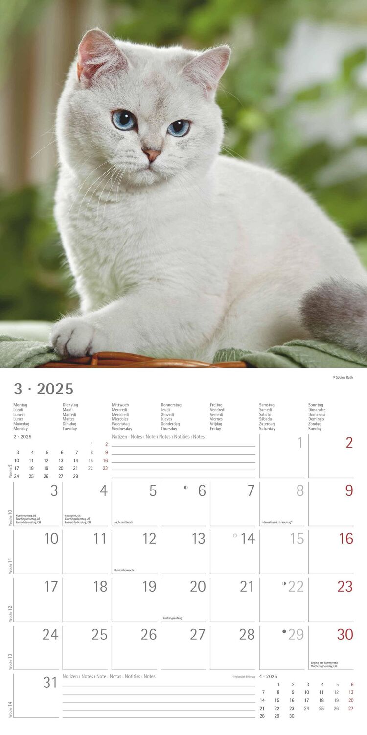 Bild: 4251732340674 | Katzen 2025 - Broschürenkalender 30x30 cm (30x60 geöffnet) -...