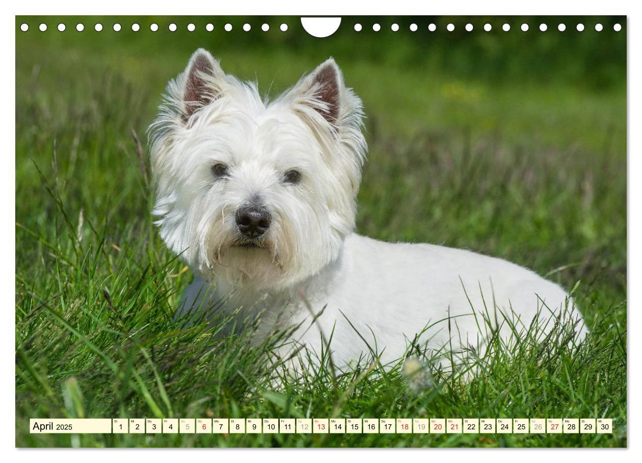 Bild: 9783435463060 | Kobold auf 4 Pfoten - West Highland White Terrier (Wandkalender...