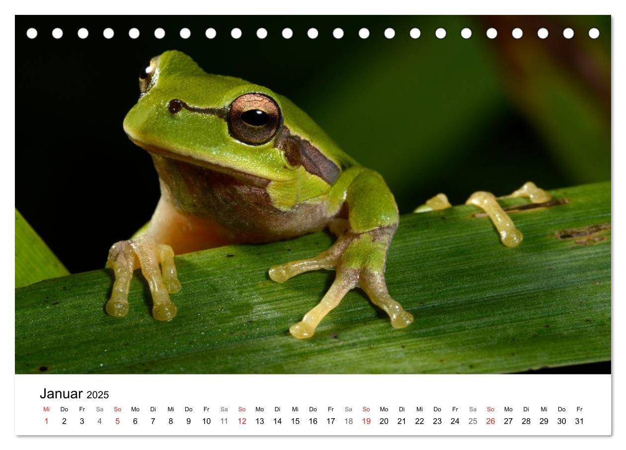 Bild: 9783435679072 | Heimische Tierwelt (Tischkalender 2025 DIN A5 quer), CALVENDO...