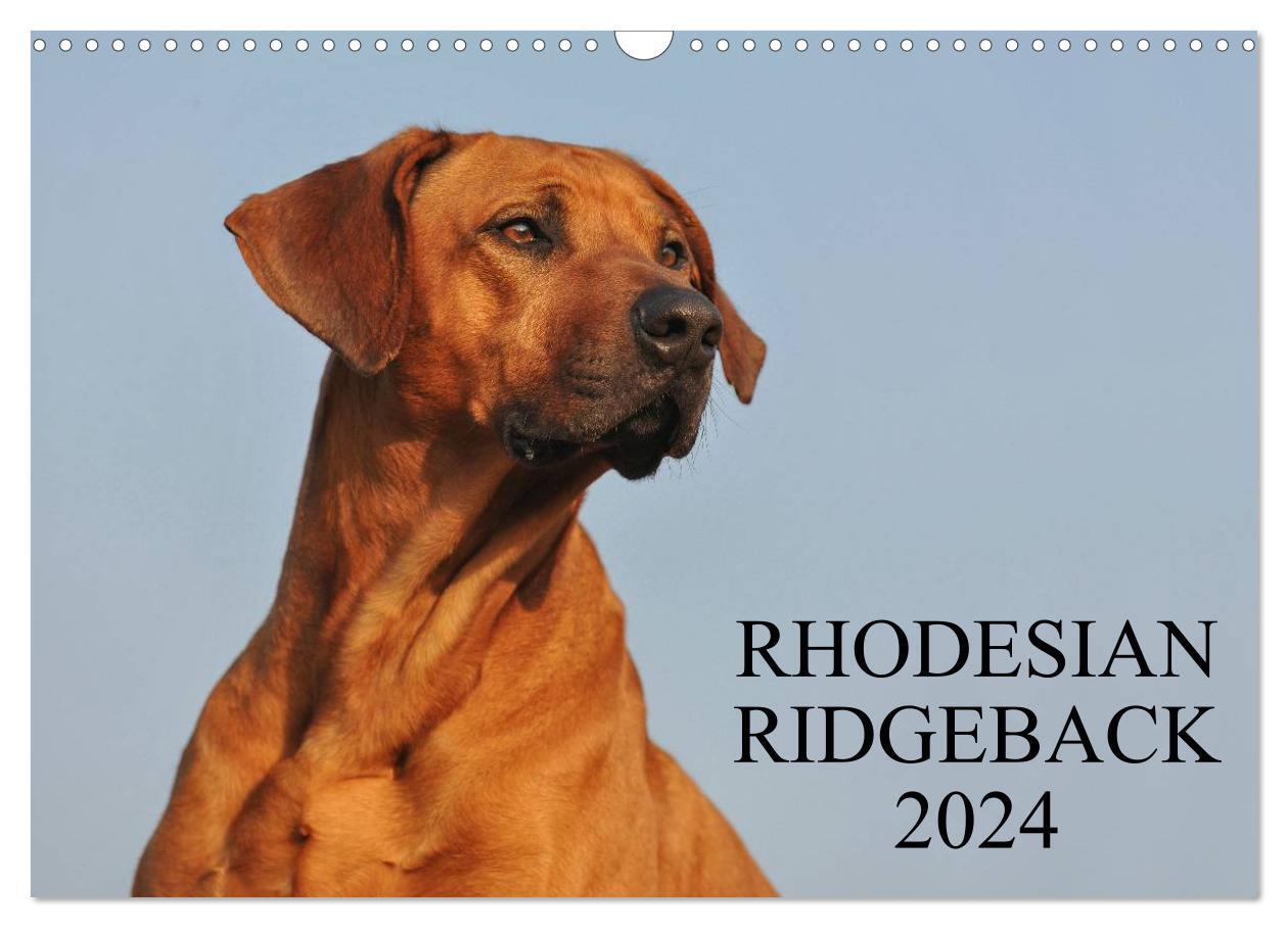 Cover: 9783675904606 | Rhodesian Ridgeback 2024 (Wandkalender 2024 DIN A3 quer), CALVENDO...