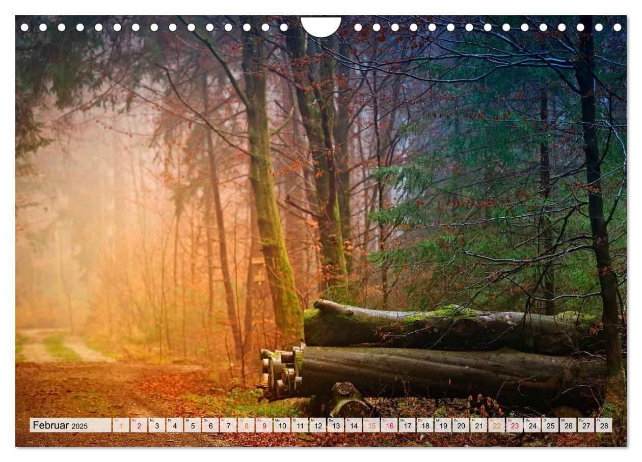 Bild: 9783435071876 | Wald - mystische Spaziergänge (Wandkalender 2025 DIN A4 quer),...