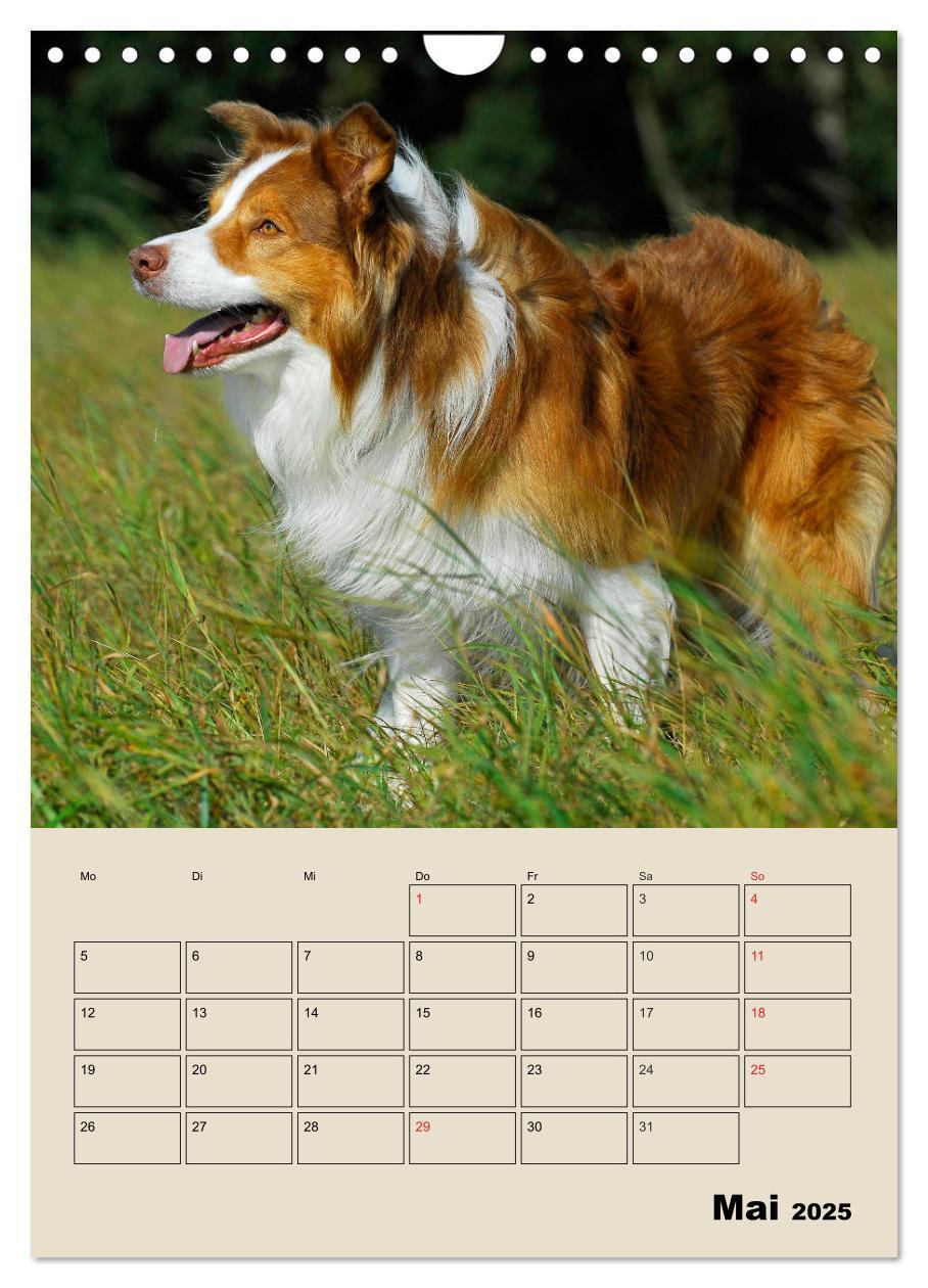 Bild: 9783435959617 | Border Collie - Ein Familienplaner (Wandkalender 2025 DIN A4 hoch),...