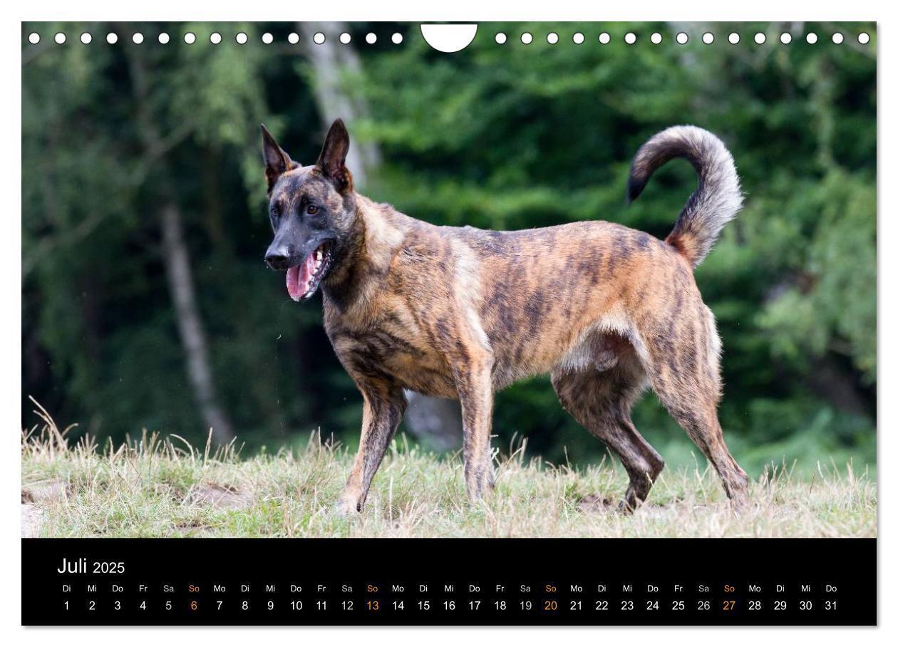 Bild: 9783435687756 | Holländischer Schäferhund (Wandkalender 2025 DIN A4 quer), CALVENDO...