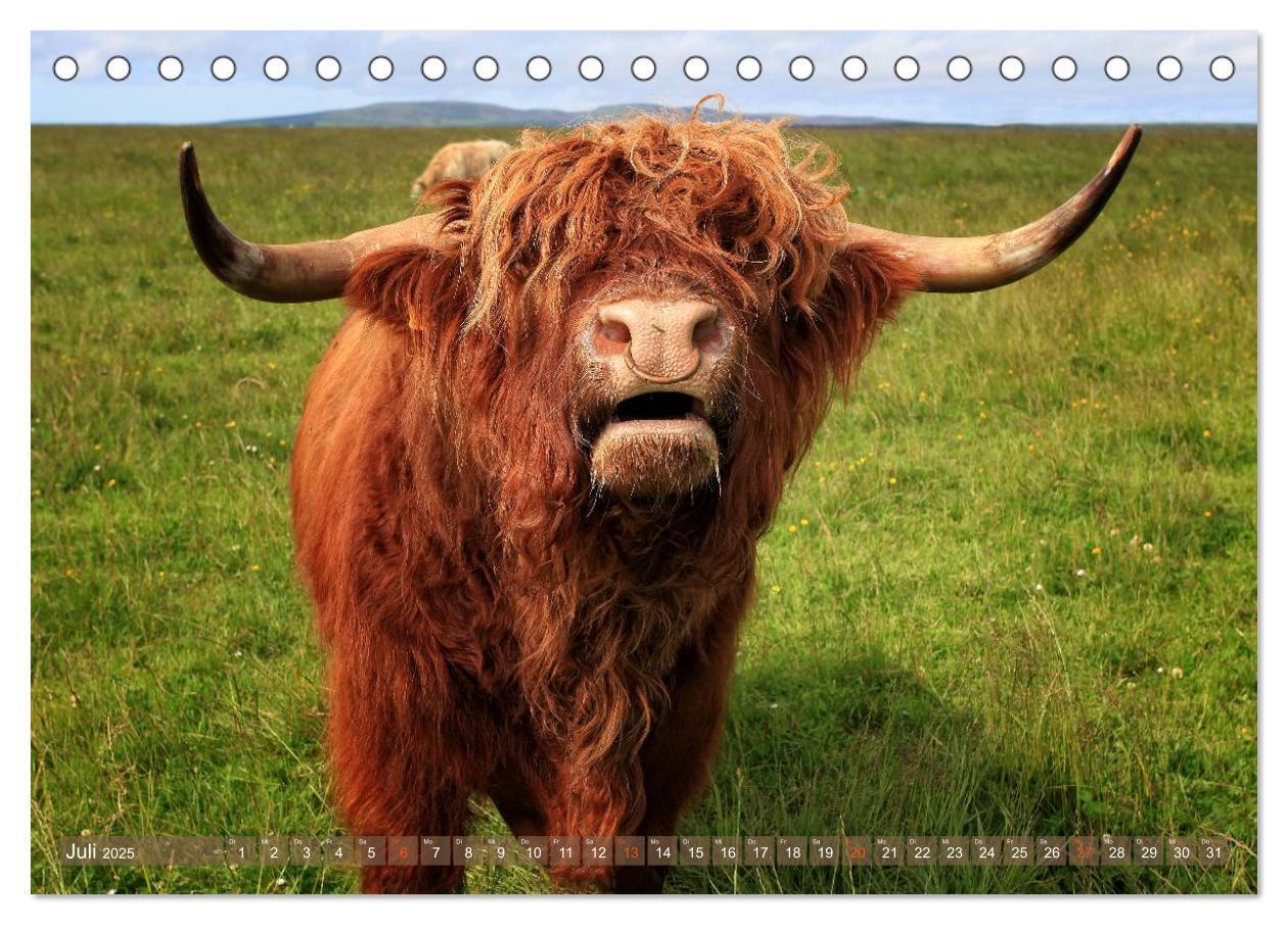 Bild: 9783435709007 | Schottische Hochlandrinder - Highland Cattle im Portrait...