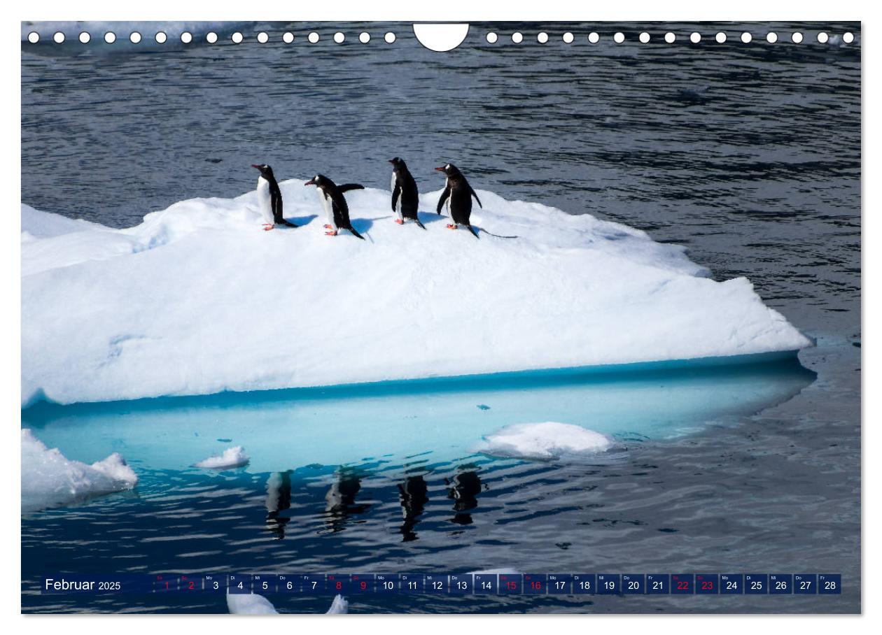 Bild: 9783435258147 | Antarktis Gletscher, Robben, Pinguine (Wandkalender 2025 DIN A4...