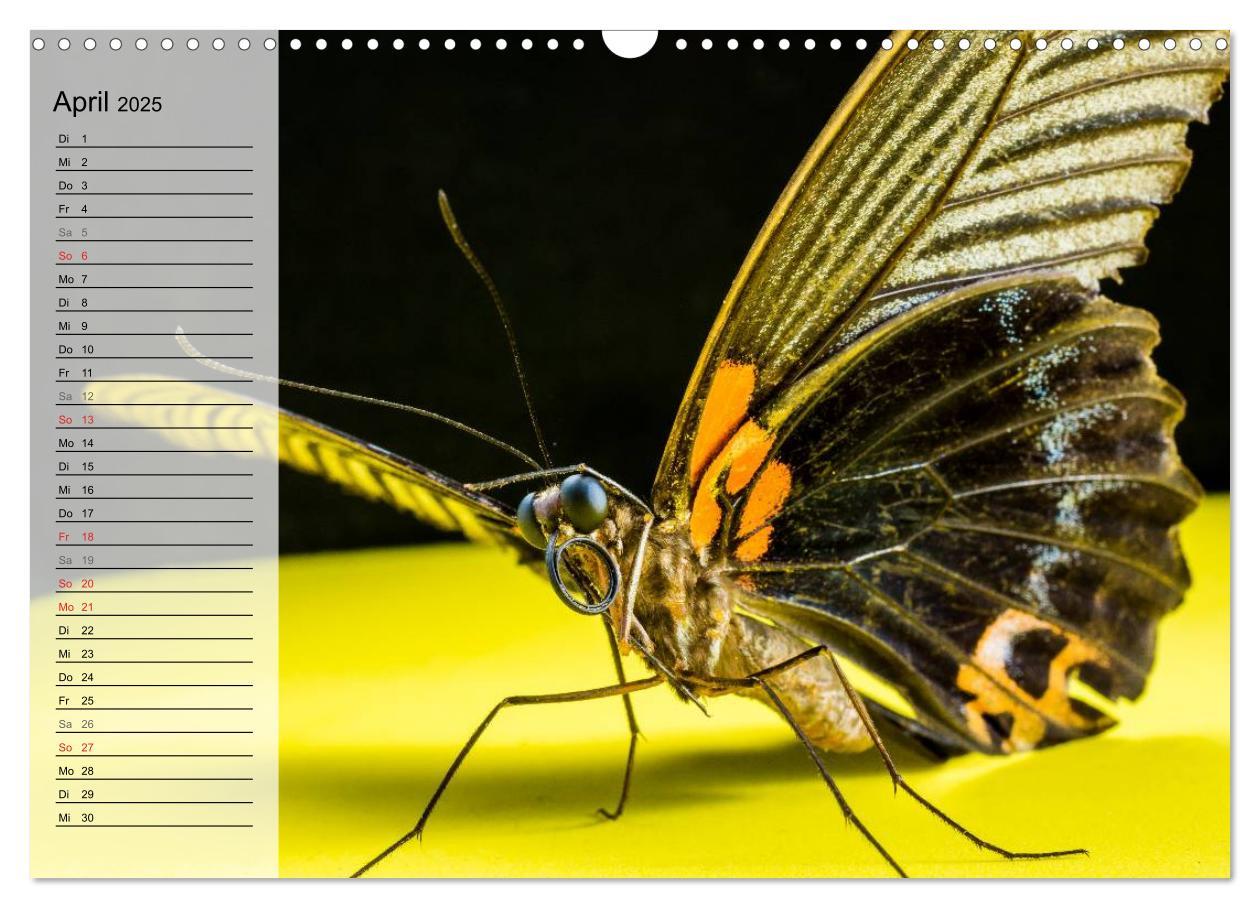 Bild: 9783435488971 | Die geheimnisvolle Welt der Insekten (Wandkalender 2025 DIN A3...