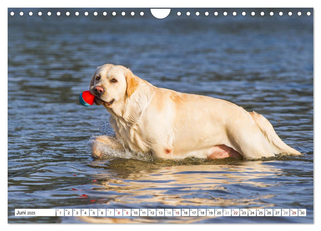 Bild: 9783435313037 | Freund auf 4 Pfoten - Labrador Retriever (Wandkalender 2025 DIN A4...