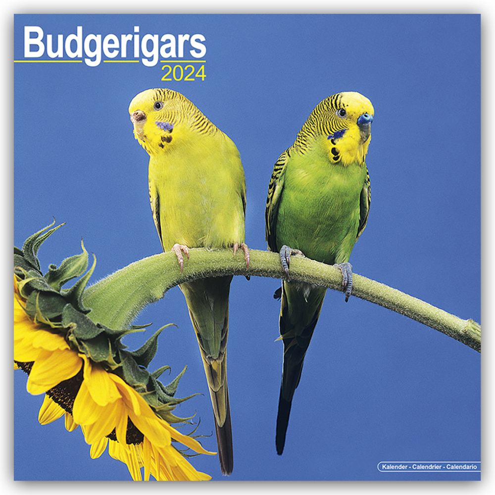 Cover: 9781804601204 | Budgerigars - Wellensittiche 2024 - 16-Monatskalender | Ltd | Kalender