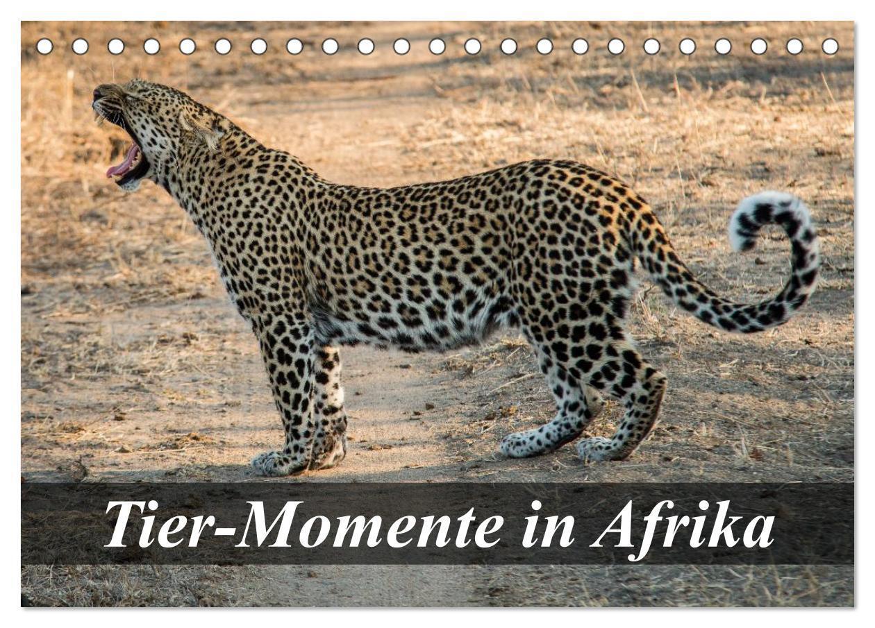 Cover: 9783383391965 | Tier-Momente in Afrika (Tischkalender 2024 DIN A5 quer), CALVENDO...