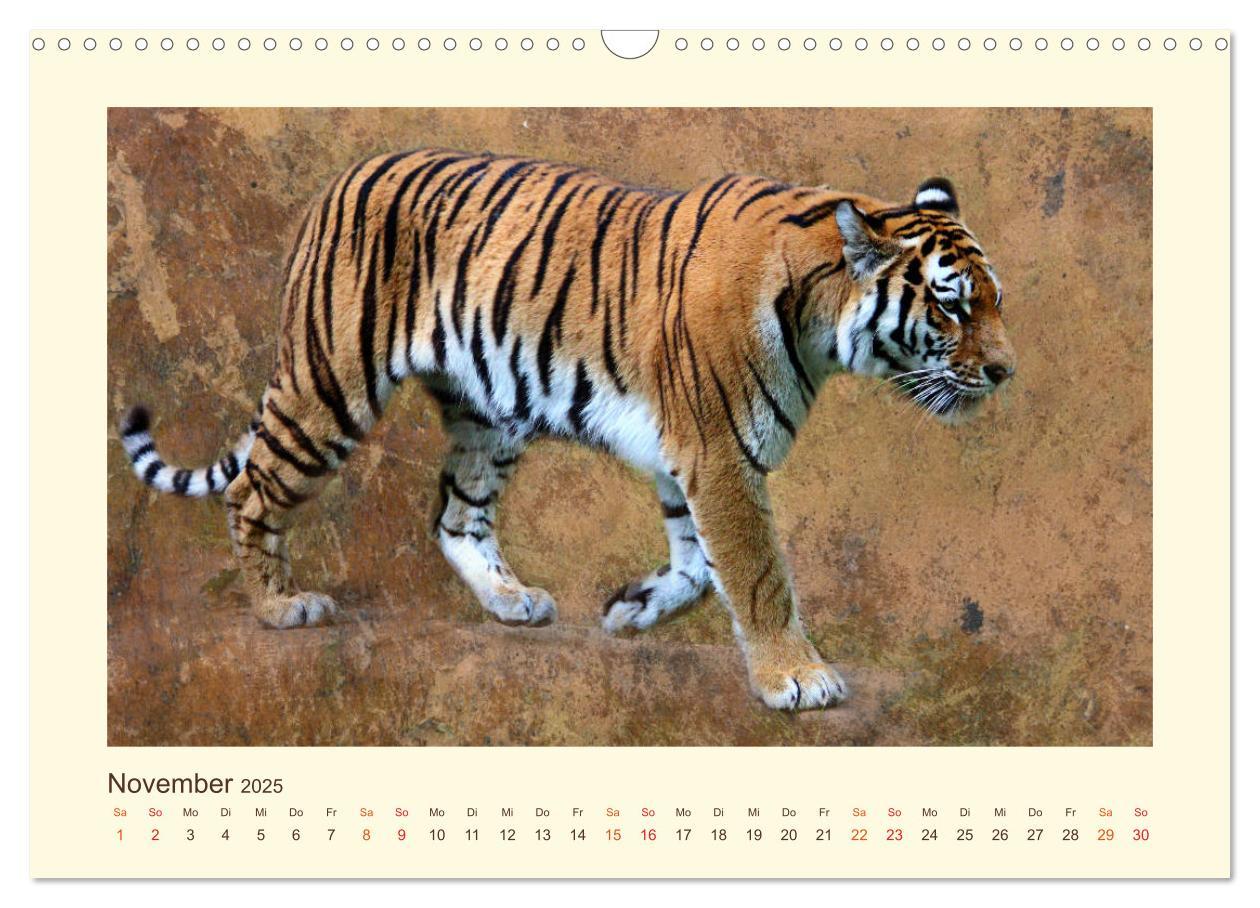 Bild: 9783435449033 | Sibirische Tigerportraits (Wandkalender 2025 DIN A3 quer), CALVENDO...