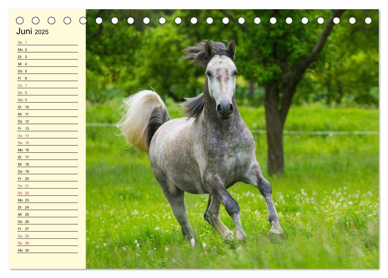 Bild: 9783435543991 | Traumpferd Lipizzaner (Tischkalender 2025 DIN A5 quer), CALVENDO...