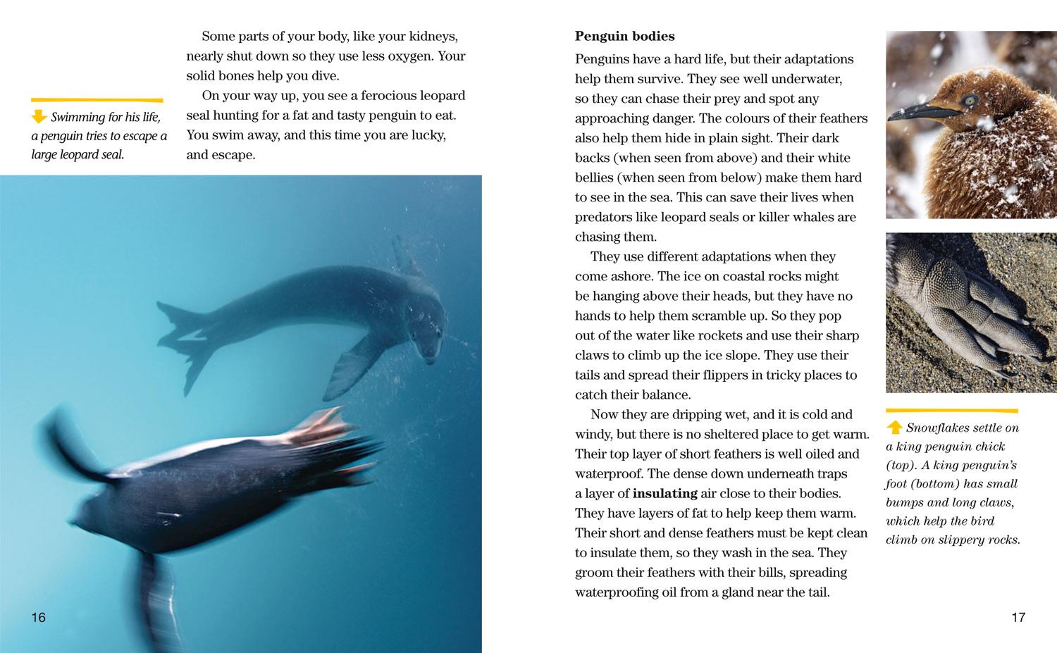 Bild: 9780008358174 | Face to Face with Penguins | Level 6 | John Eastcott (u. a.) | Buch