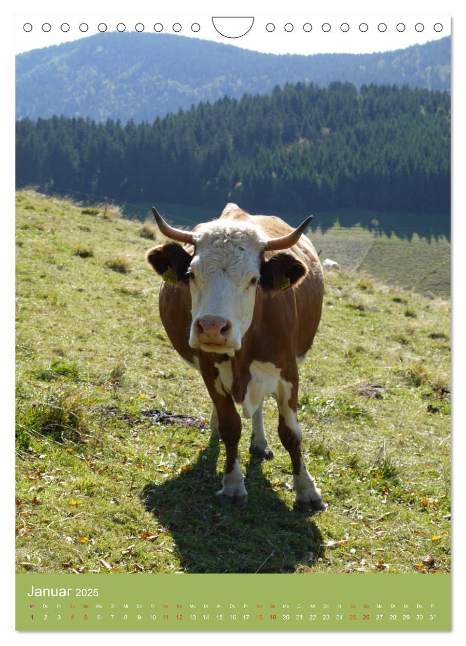 Bild: 9783457027752 | Schwarzwald und Kühe im Hochformat (Wandkalender 2025 DIN A4 hoch),...