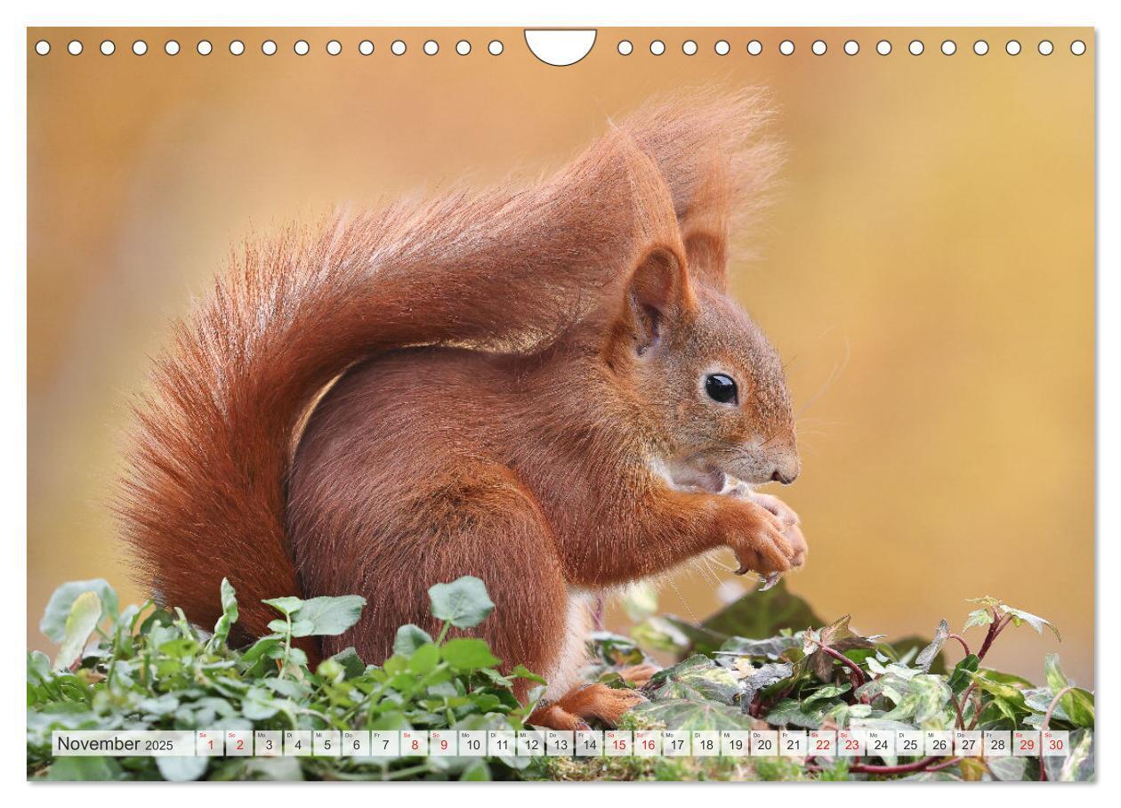 Bild: 9783435567027 | Besondere Augenblicke mit Eichhörnchen (Wandkalender 2025 DIN A4...