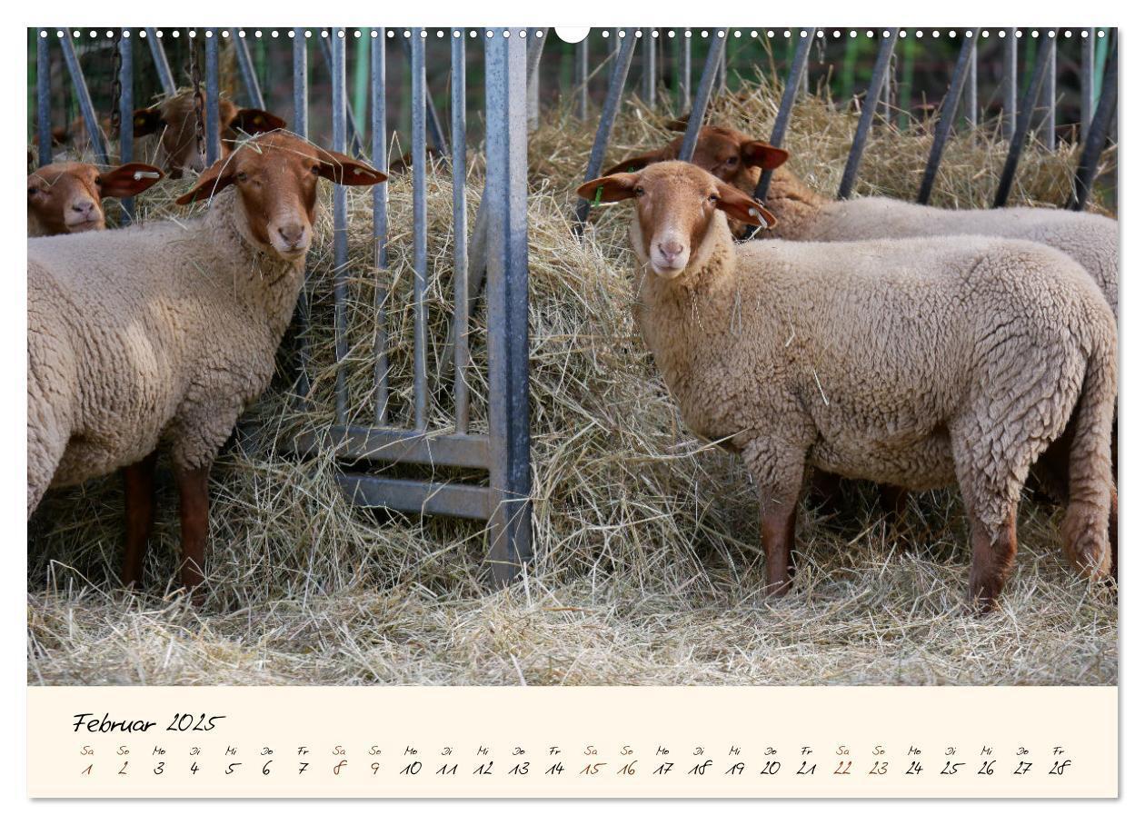 Bild: 9783435172405 | Coburger Fuchsschaf (Wandkalender 2025 DIN A2 quer), CALVENDO...