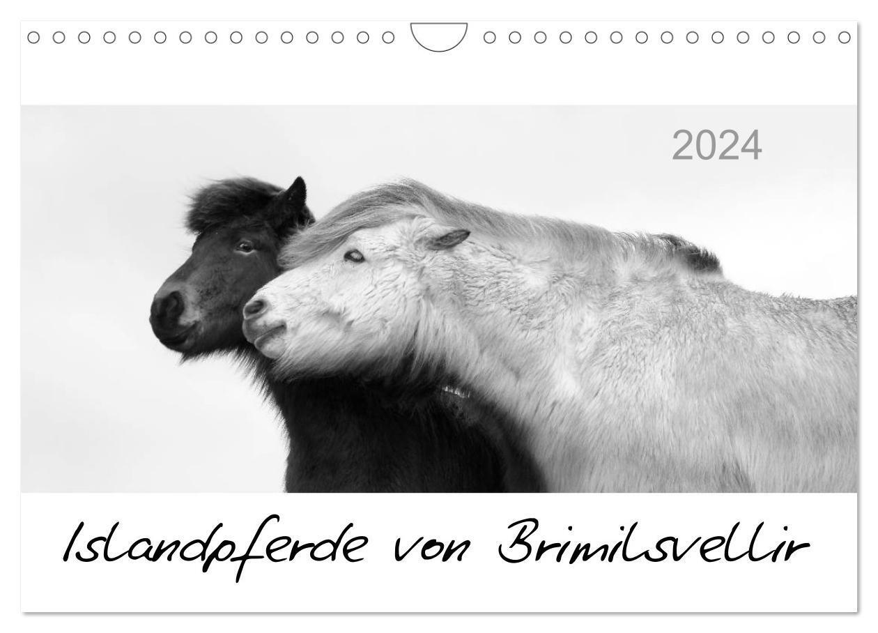 Cover: 9783383553349 | Islandpferde von Brimilsvellir (Wandkalender 2024 DIN A4 quer),...