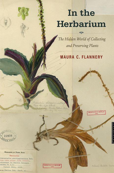 Cover: 9780300247916 | In the Herbarium | Maura C. Flannery | Buch | Englisch | 2023